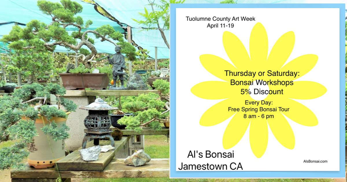 Al's Bonsai image 2026