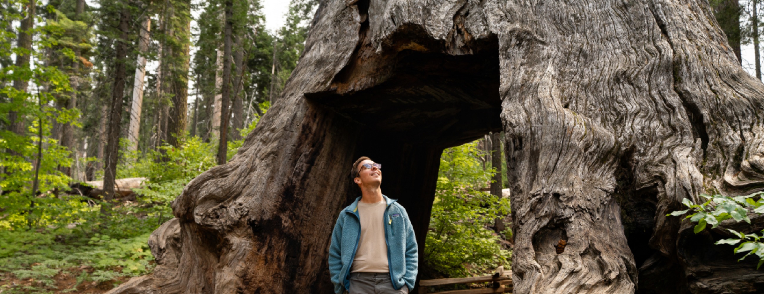Man in Tuolumne Grove of Giant Sequoias