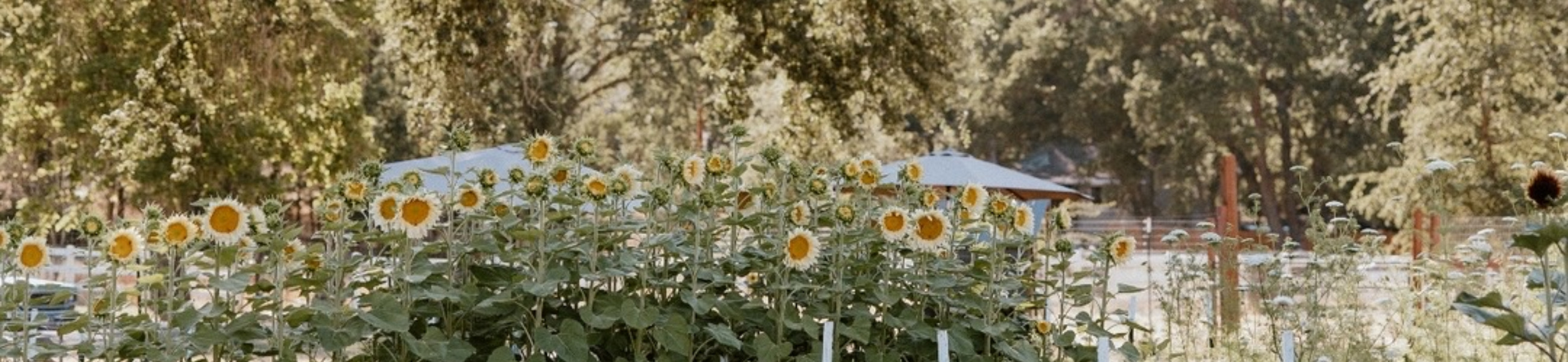 Farm flowers