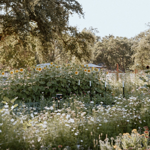 Farm flowers