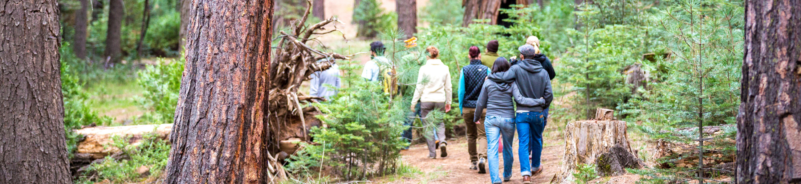 Friends hiking in the woods