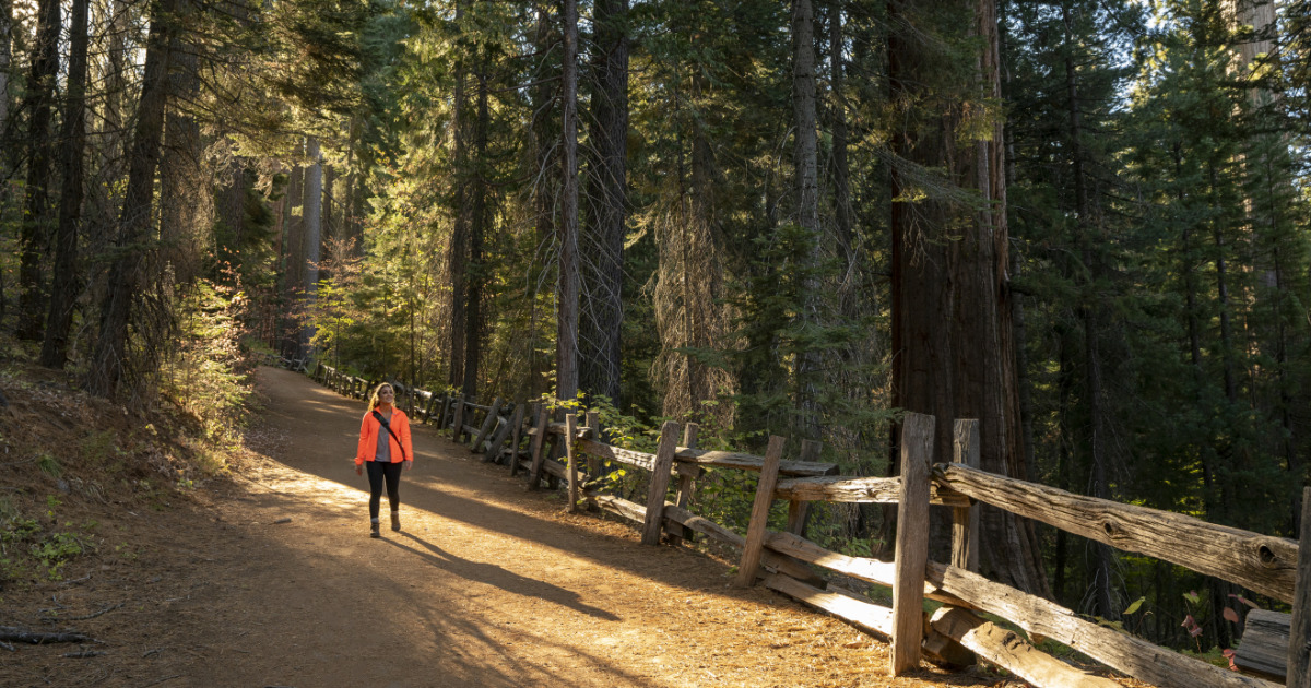 Hiker in Tuolumne Grove of Giant Sequoias