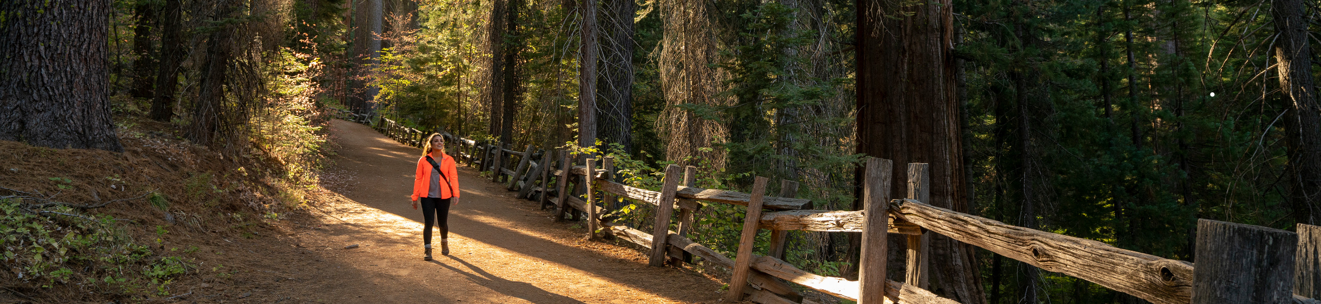 Hiker in Tuolumne Grove of Giant Sequoias